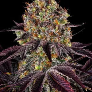 Runtz x Layer Cake 1 Seed Barneys Farm