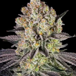 Runtz 3 Seeds Barneys Farm