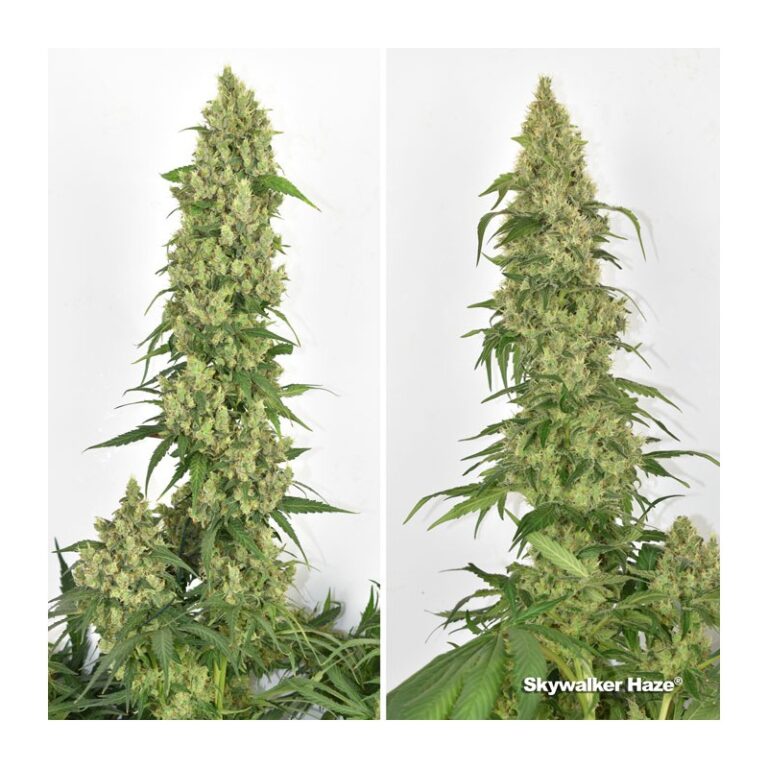 Skywalker Haze ® 3er Dutch Passion – Bild 5
