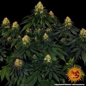 Skywalker OG Auto 1 Seed Barneys Farm