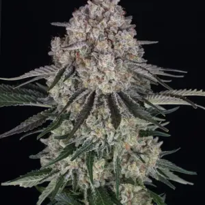 Sour Diesel Auto 1er