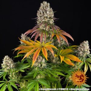 Sour Diesel 1 Seed Barneys Farm