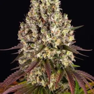 Sour Diesel 3 Seeds Barneys Farm