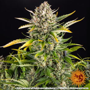 Strawberry Cheesecake Auto 1 Seed Barneys Farm