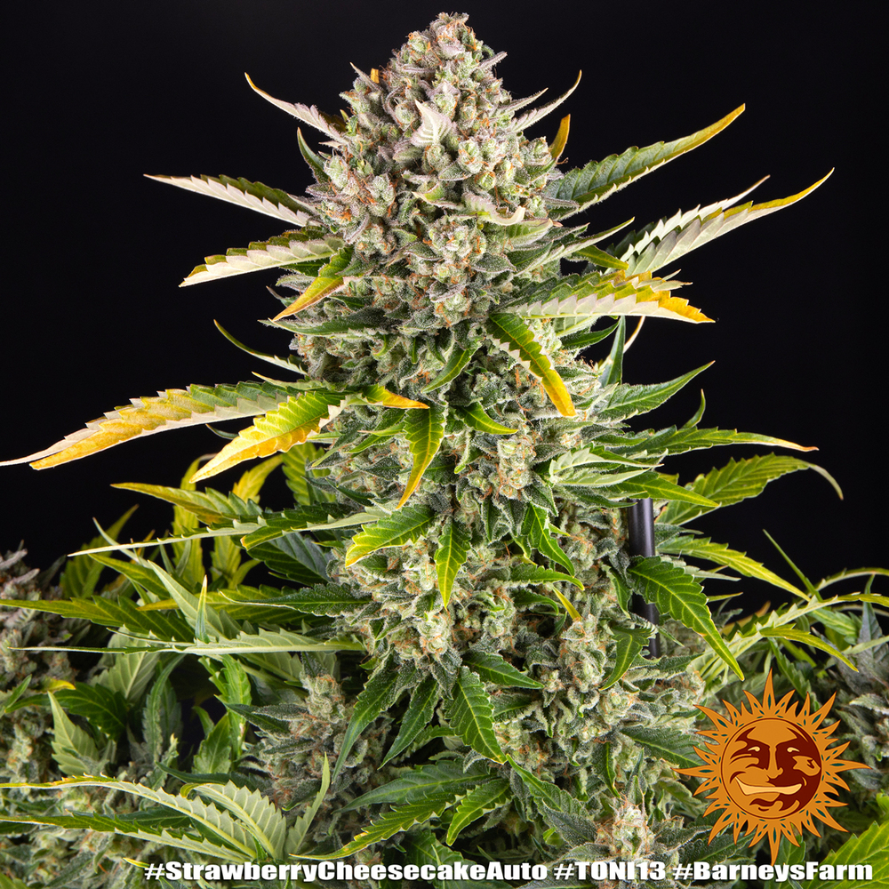 Strawberry Cheesecake Auto 3 Samen Barney's Farm – Bild 2