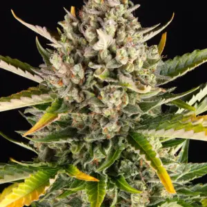 Strawberry Cheesecake Auto 3 Seeds Barneys Farm