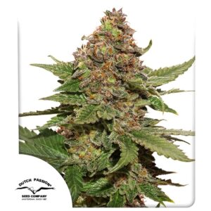 Strawberry Cough 3 Seeds Dutch Passion