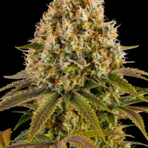 Strawberry Lemonade 1 Seed Barneys Farm