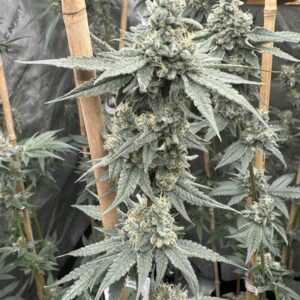 Sundae Supper 3 Seeds Solfire Gardens