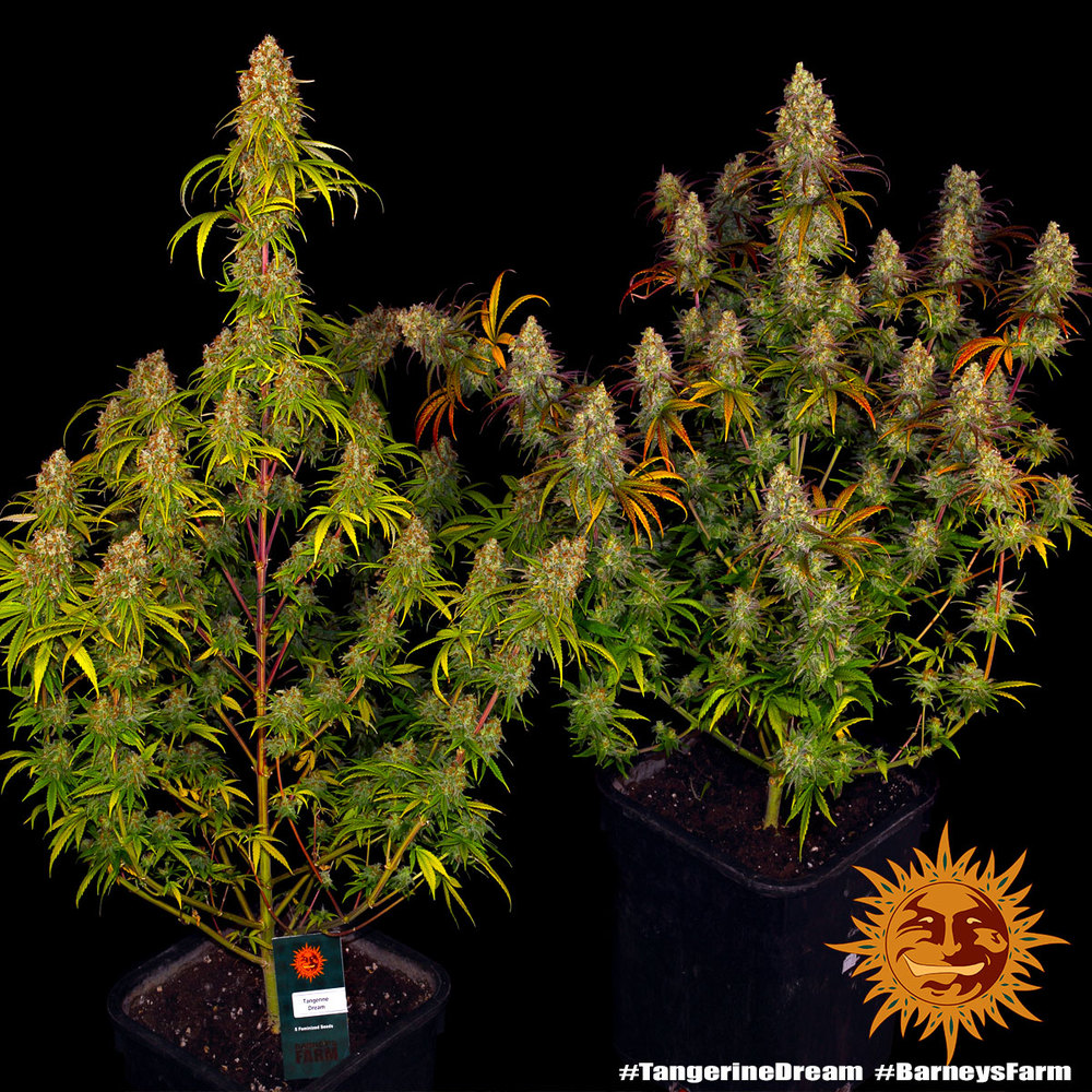 Tangerine Dream 3 Seeds Barneys Farm – Bild 4