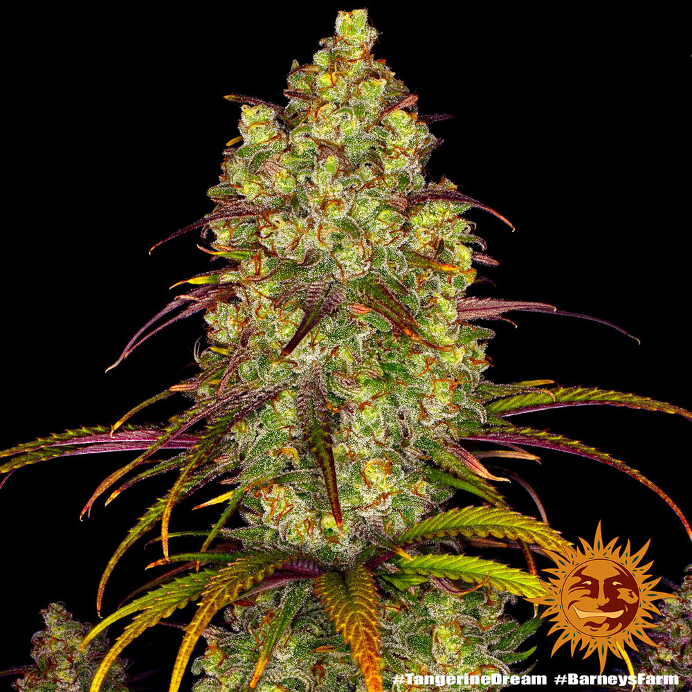 Tangerine Dream 3 Seeds Barneys Farm – Bild 6