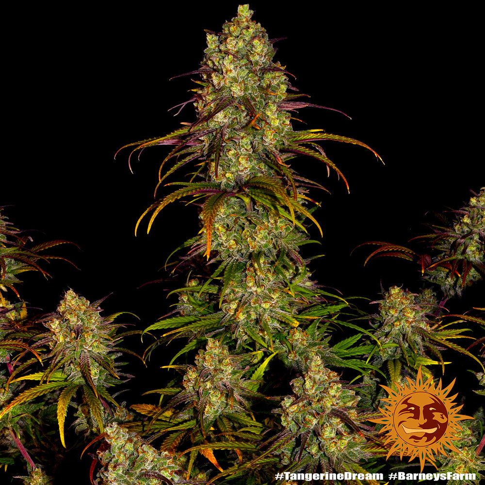 Tangerine Dream 3 Seeds Barneys Farm – Bild 5