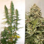 Tangerine Dream 1 Seed Barneys Farm