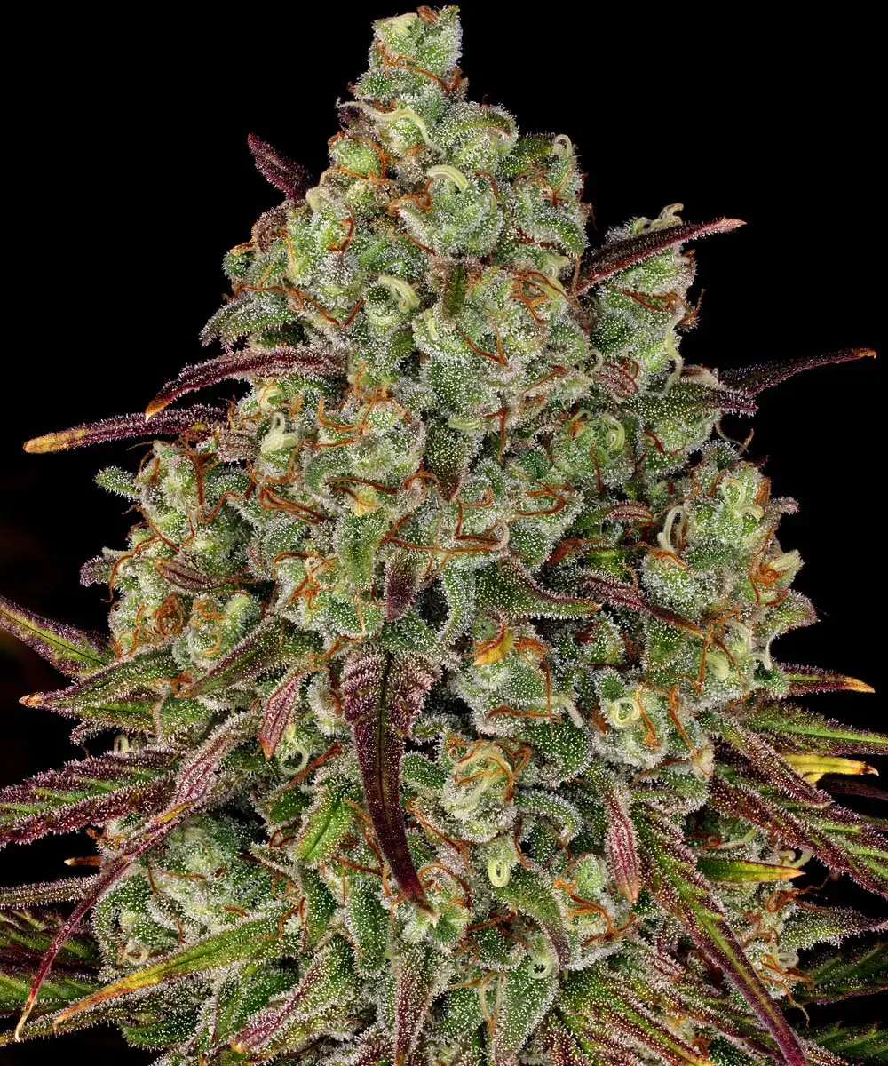 Tangerine Dream 3 Seeds Barneys Farm – Bild 2