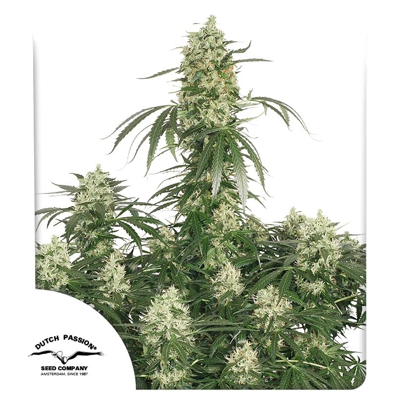 The Ultimate von Dutch Passion