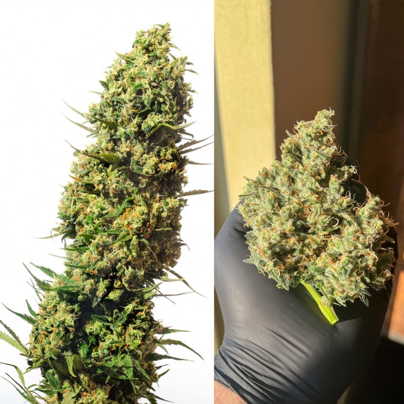 The Ultimate von Dutch Passion