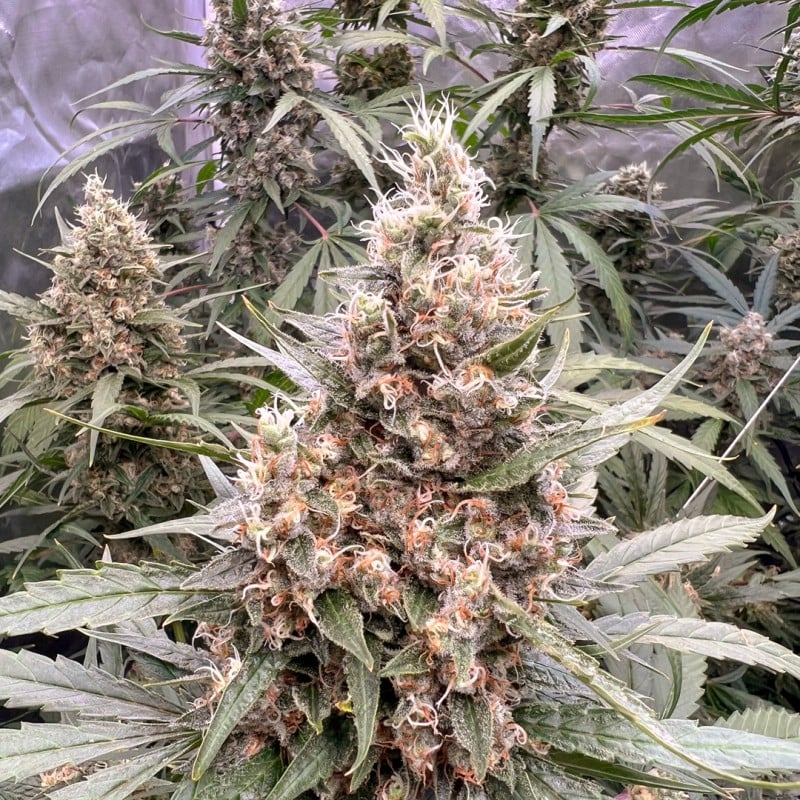 The Ultimate von Dutch Passion