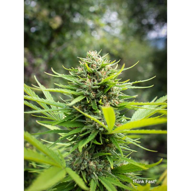 Think Fast von Dutch Passion