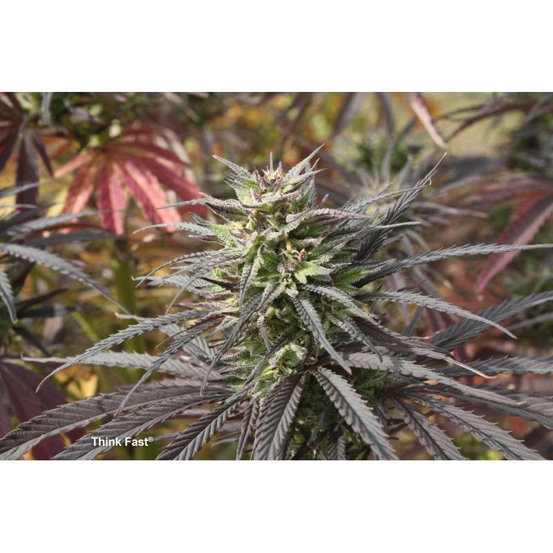 Think Fast von Dutch Passion