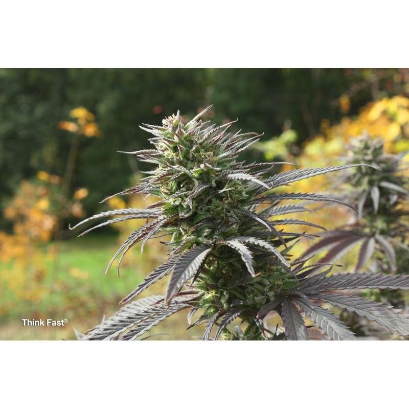 Think Fast von Dutch Passion