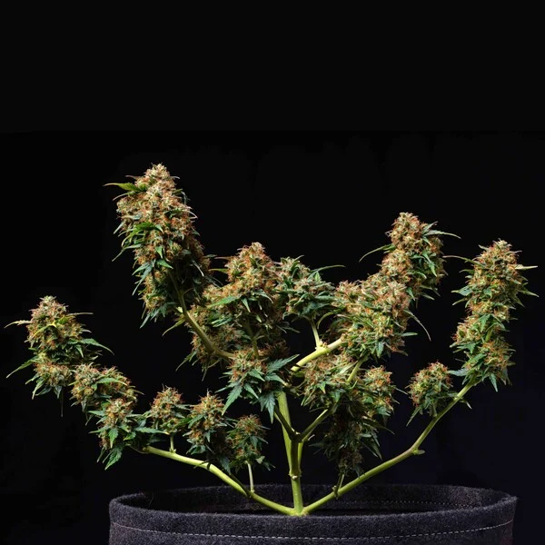 Titan F1 3 Seeds RQS – Bild 4