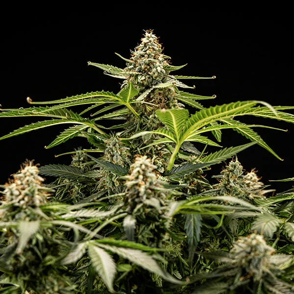 Titan F1 3 Seeds RQS – Bild 3