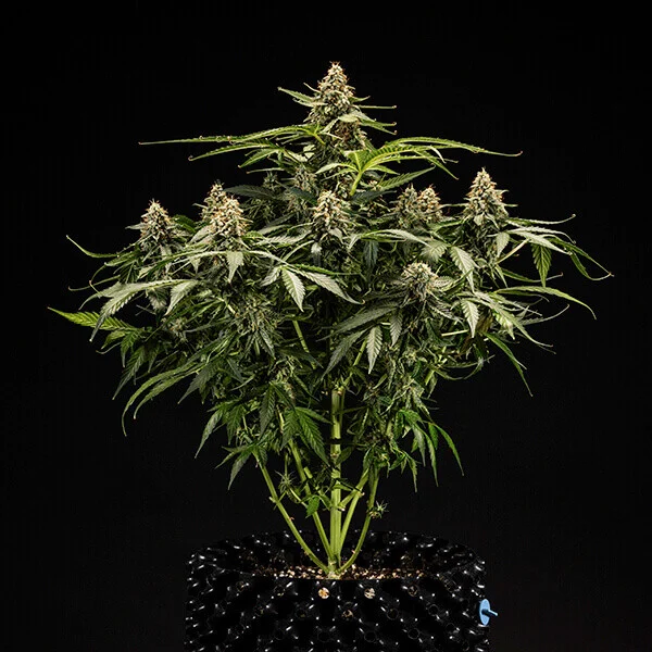 Titan F1 3 Seeds RQS – Bild 2