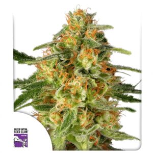 TnT Trichome 3 Seeds Dutch Passion