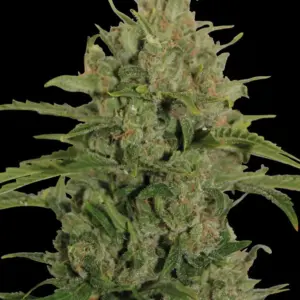 Triple Cheese 1 Seed Barneys Farm
