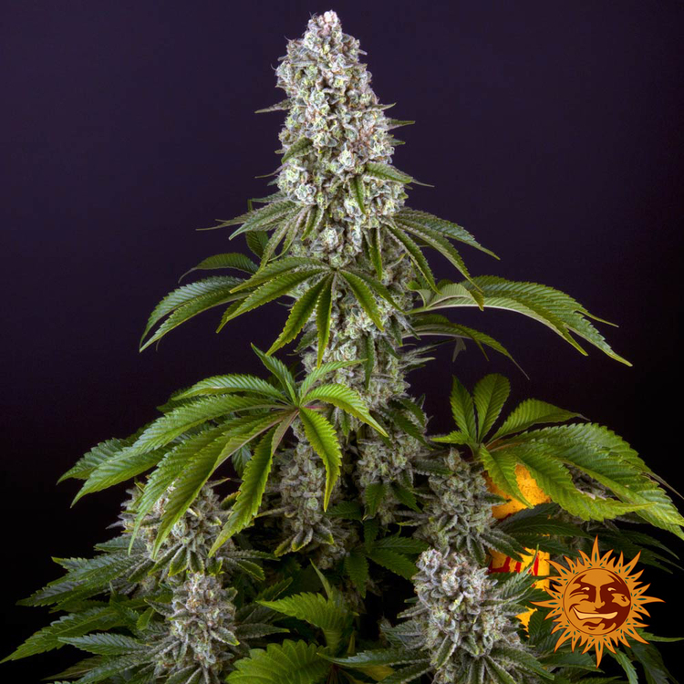 Tropicanna Banana – Barney’s Farm 3 Seeds