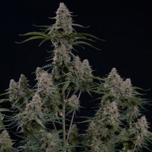 Orion F1 3 Seeds RQS