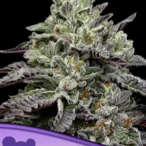 Anesia Smashberry Fumez 10er