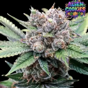 Alien Cookies 3er Ganja Farmer