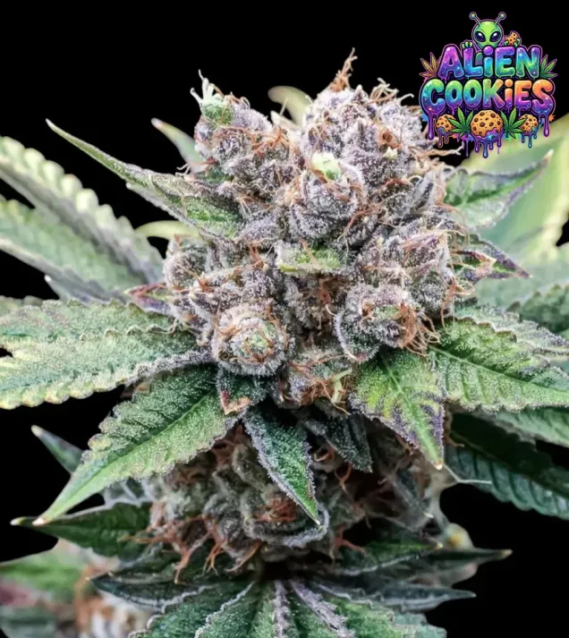 Alien Cookies 3 St. Ganja Farmer