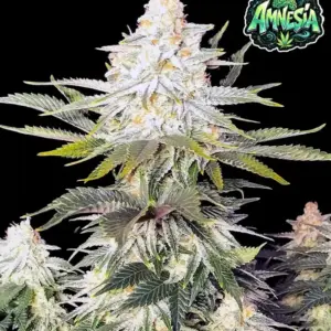 Amnesia 3er Ganja Farmer