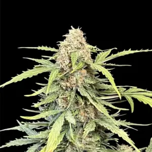 Amnesia Haze Auto 3er Ganja Farmer