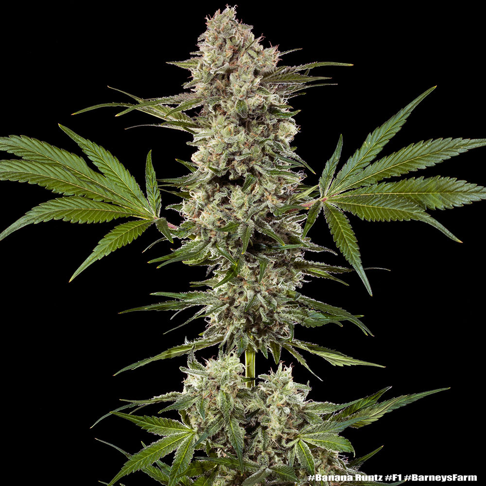 Banana Runtz 3er – Barney’s Farm (feminisierte Samen) – Bild 2