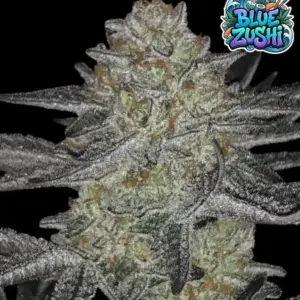 Blue Zushi 3er Ganja Farmer
