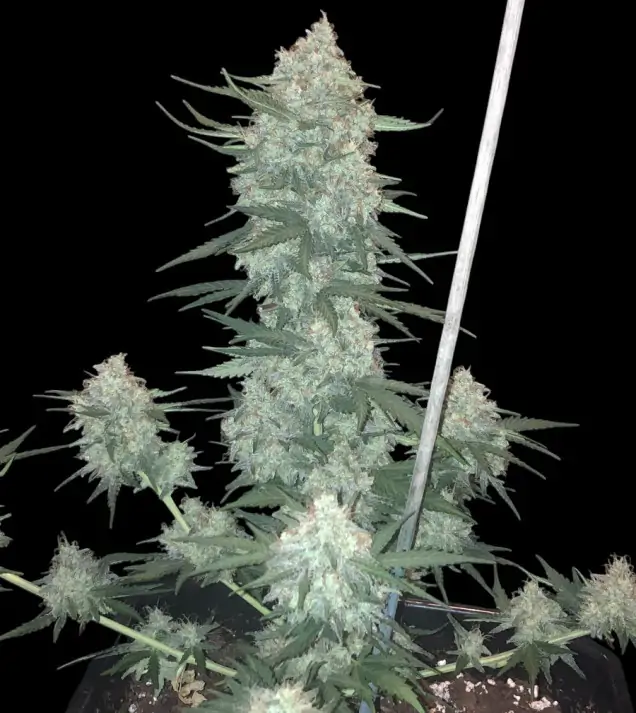 Cali Gelato Auto 3er Ganja Farmer – Bild 5