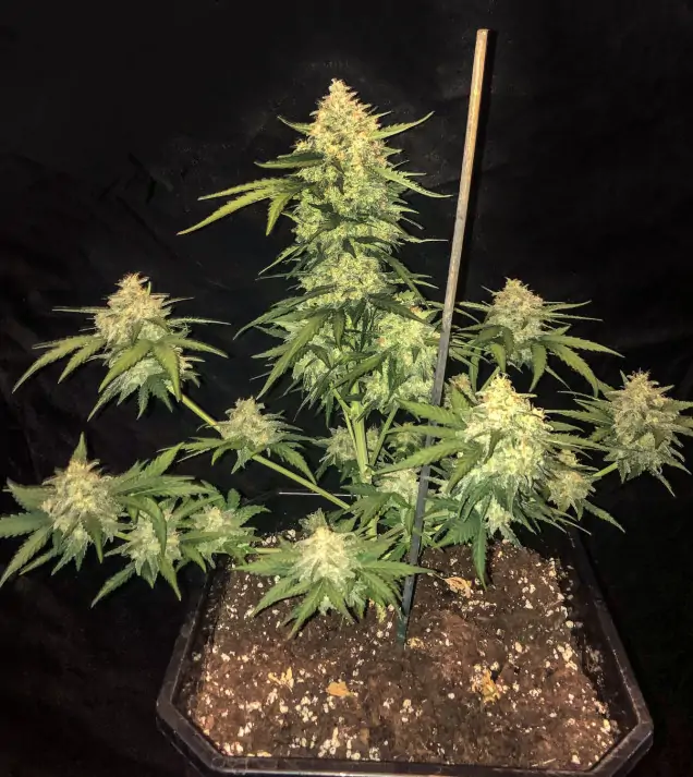 Cali Gelato Auto 3er Ganja Farmer – Bild 4