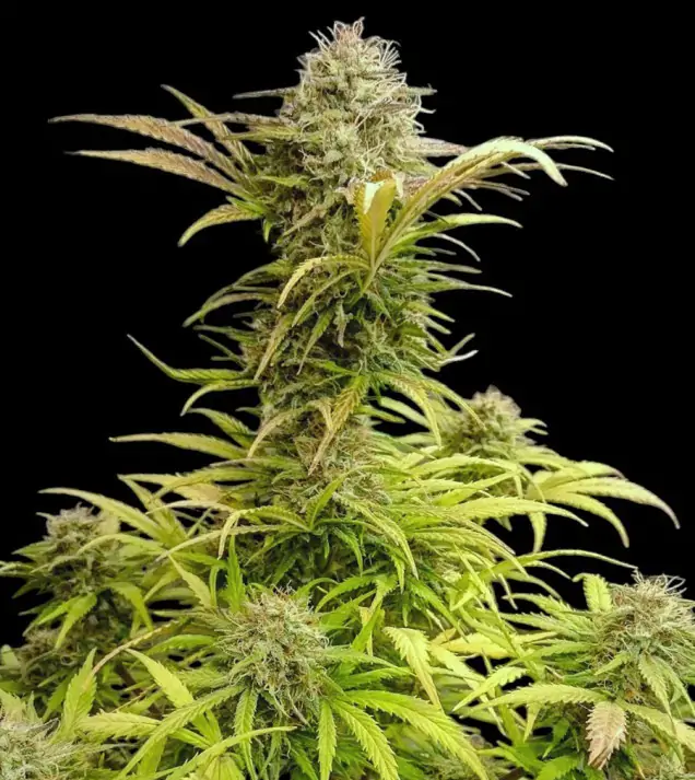 Cali Gelato Auto 3er Ganja Farmer – Bild 3