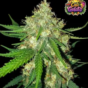 Cali Gelato Auto 3er Ganja Farmer