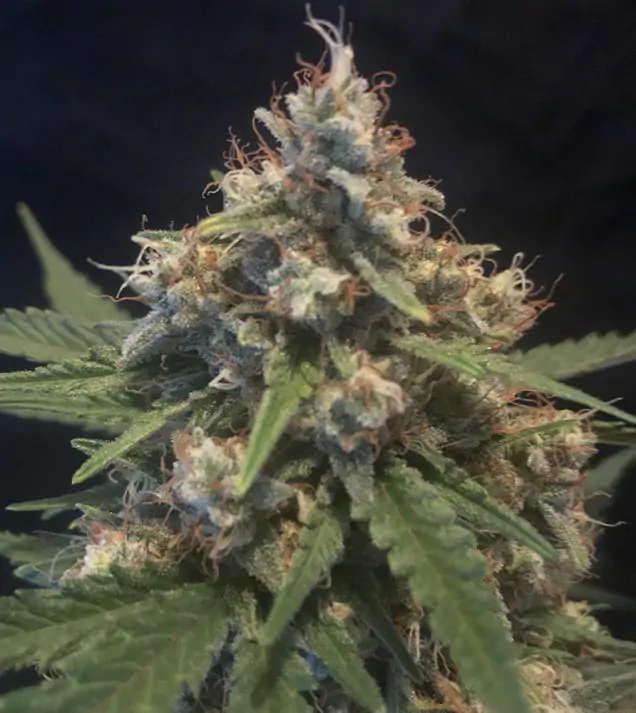 Cali Gelato Auto 3er Ganja Farmer – Bild 2