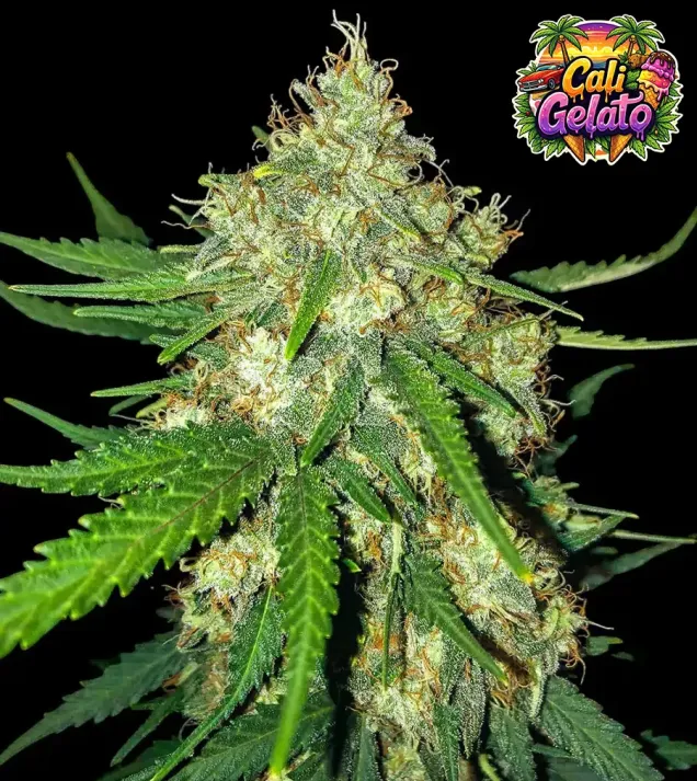 Cali Gelato Auto 3er Ganja Farmer