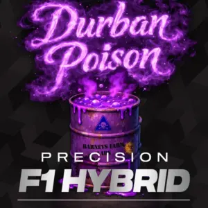 Durban Poison 10 St. Barney’s Farm