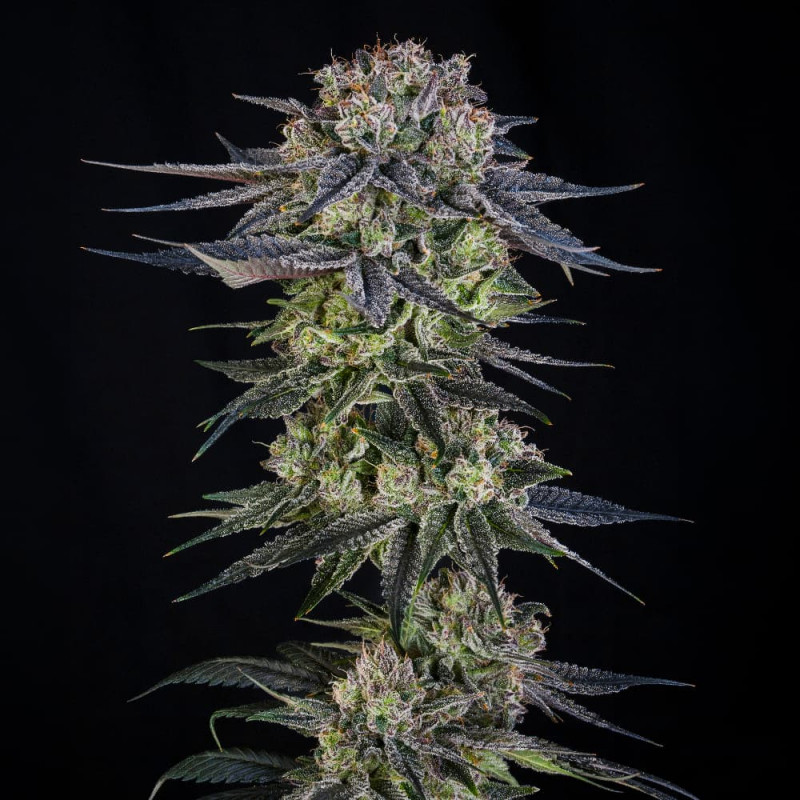 Julian Marley Special 3er – Silent Seeds x Julian Marley (feminisierte Samen) – Bild 3