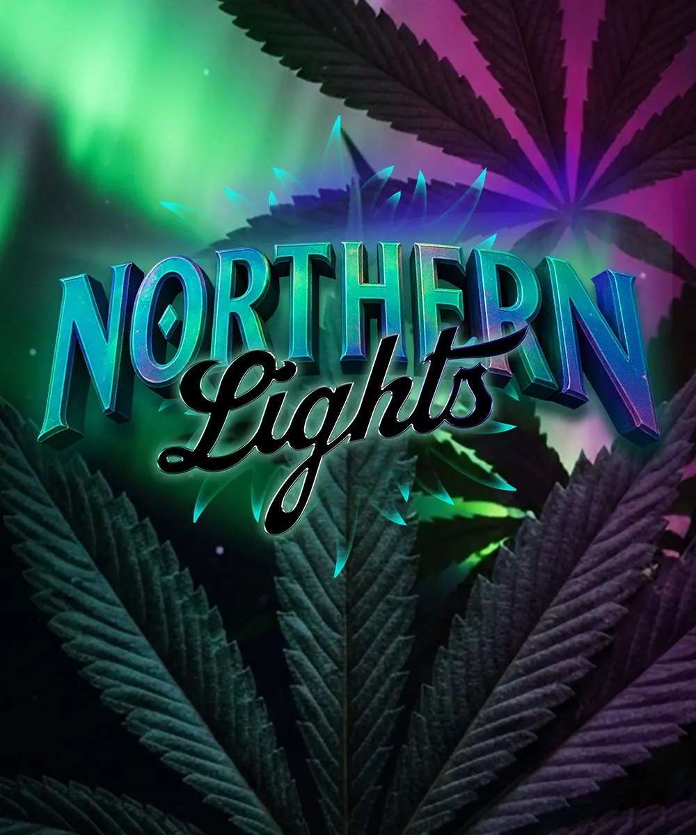 Northern Lights 3er – Barney’s Farm (feminisierte Samen)