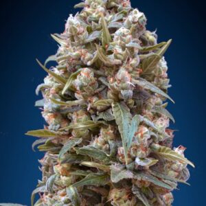 00 Kush von 00 Seeds