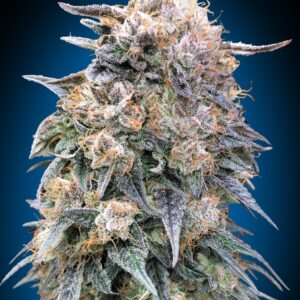 00 Kush Fast von 00 Seeds