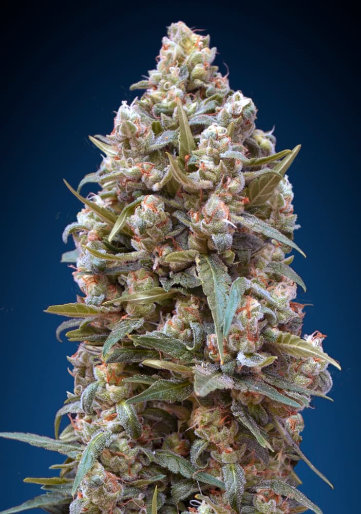 00 Kush von 00 Seeds
